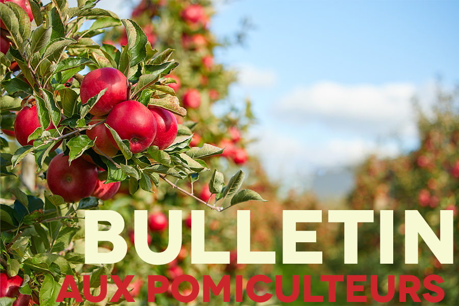 Image Bulletin aux pomiculteurs